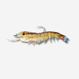 Nomad Live Ops Sumo Shrimp Pre Rigged 6.5" Lure