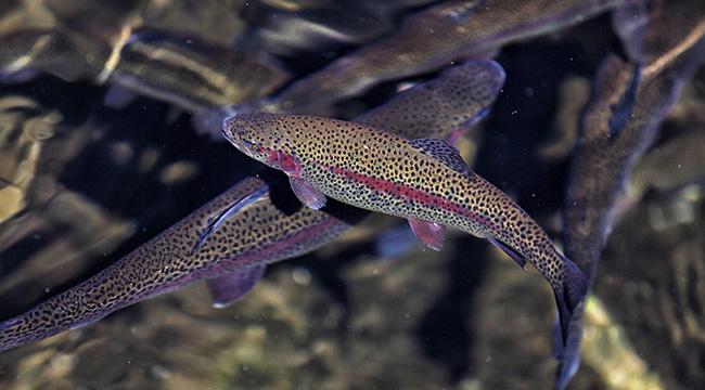 Victorian School Holiday Trout Stocking - McCredden's